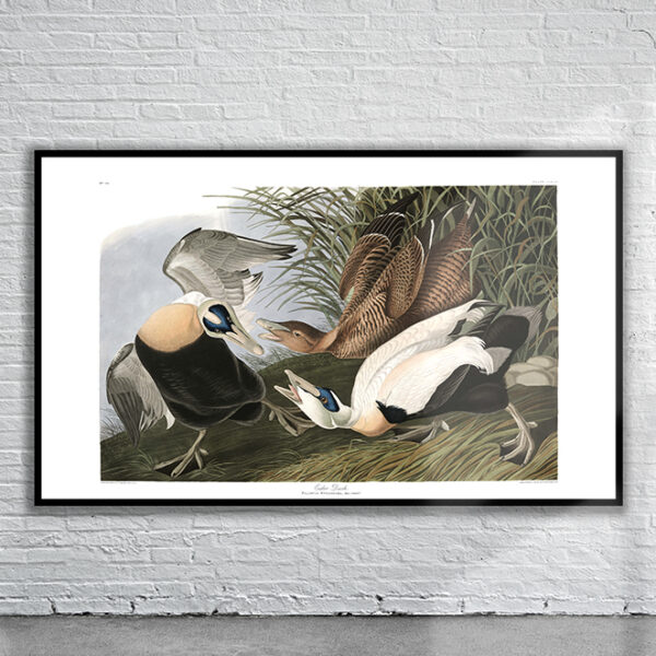 Vintage Audubon Eider Duck Print Antique Map