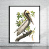 Vintage Audubon Brown Pelican Print Antique Map