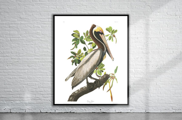 Vintage Audubon Brown Pelican Print Antique Map