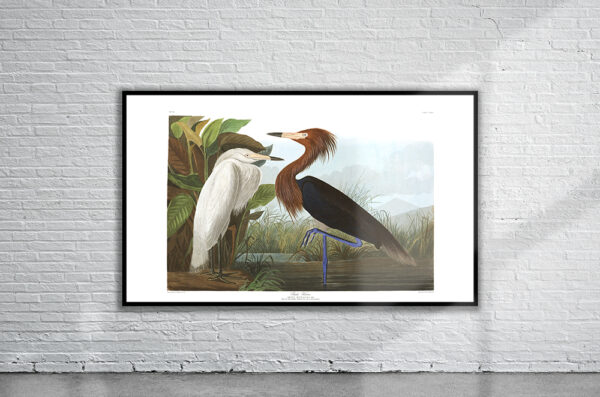 Vintage Audubon Purple Heron Print Antique Map