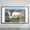 Vintage Audubon Great White Heron Print Antique Map