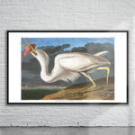 Vintage Audubon Great White Heron Print Antique Map
