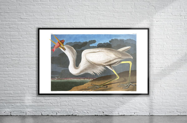 Vintage Audubon Great White Heron Print Antique Map