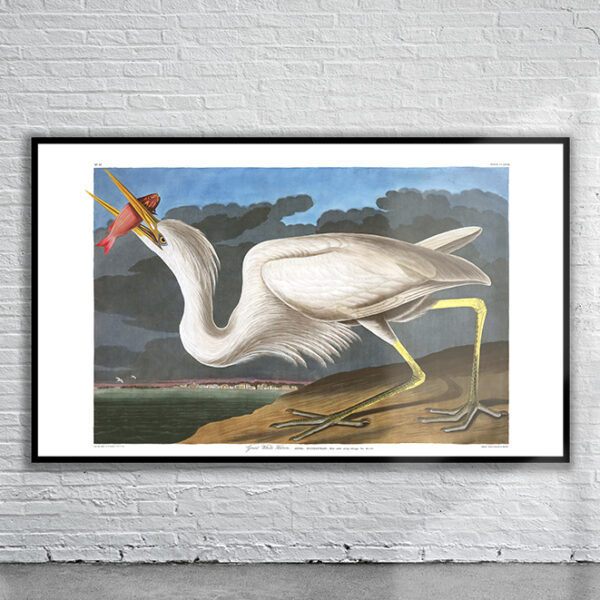 Vintage Audubon Great White Heron Print Antique Map