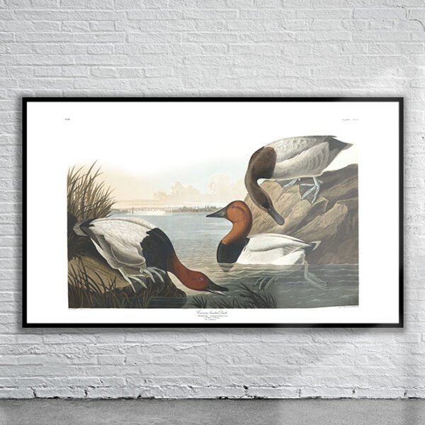 Vintage Audubon Canvas Back Duck Print Antique Map