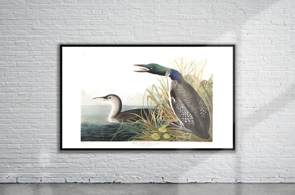 Vintage Audubon Great Northern Diver Print Antique Map