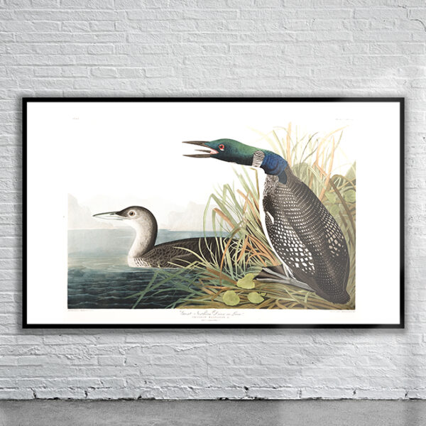 Vintage Audubon Great Northern Diver Print Antique Map