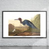 Vintage Audubon Blue Crane Print Antique Map