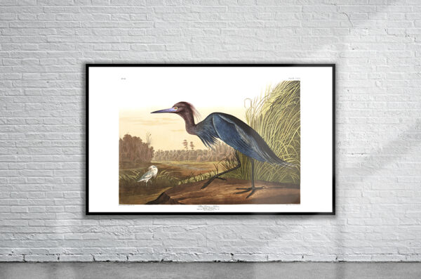 Vintage Audubon Blue Crane Print Antique Map