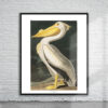 Vintage Audubon American White Heron Print Antique Map