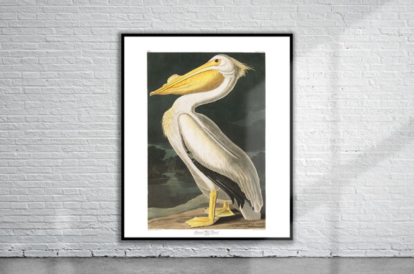 Vintage Audubon American White Heron Print Antique Map