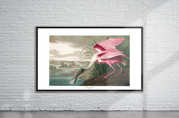 Vintage Audubon Roseate Spoonbill Print Antique Map