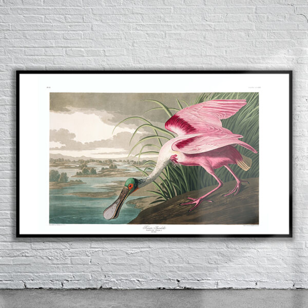 Vintage Audubon Roseate Spoonbill Print Antique Map