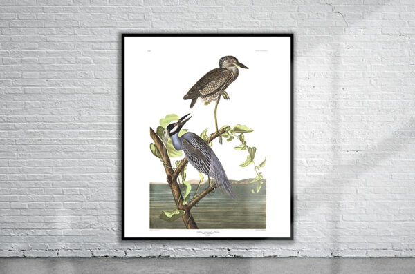 Vintage Audubon Yellow-Crowned Heron Print Antique Map