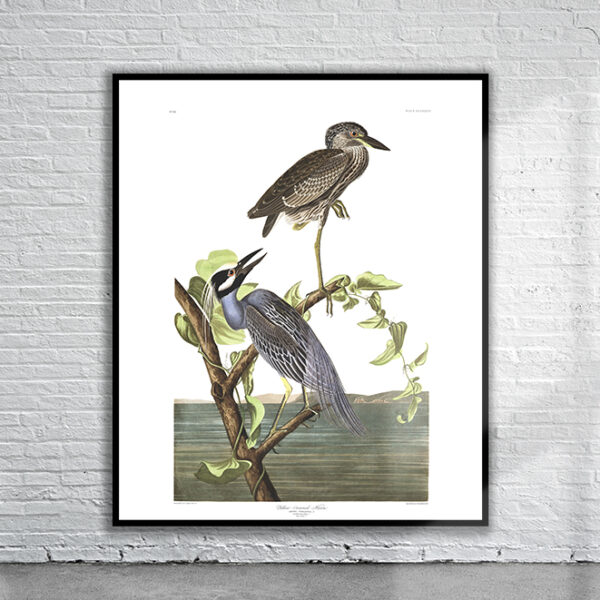 Vintage Audubon Yellow-Crowned Heron Print Antique Map