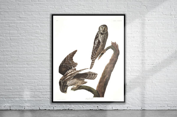 Vintage Audubon Hawk Owl Print Antique Map