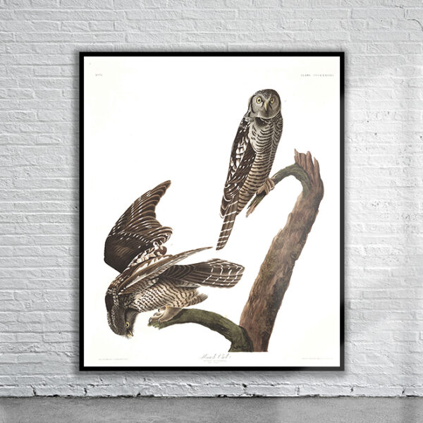 Vintage Audubon Hawk Owl Print Antique Map