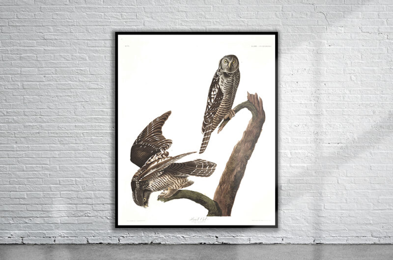 Vintage Audubon Hawk Owl Print