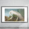 Vintage Audubon White Heron Print Antique Map