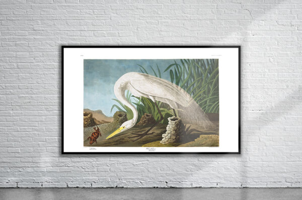 Vintage Audubon White Heron Print Antique Map