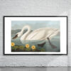 Vintage Audubon Common American Swan Print Antique Map