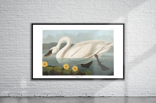Vintage Audubon Common American Swan Print Antique Map