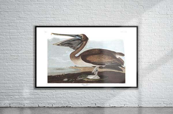 Vintage Audubon Brown Pelican Print Antique Map