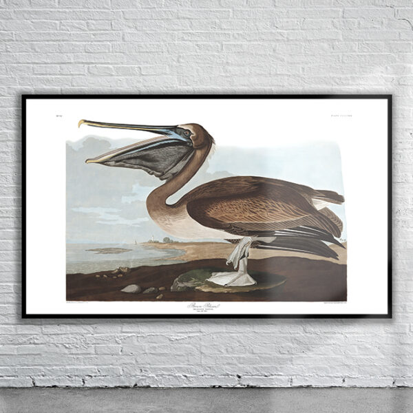 Vintage Audubon Brown Pelican Print Antique Map