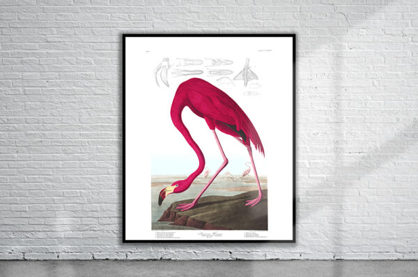 Vintage Audubon American Flamingo Print Antique Map