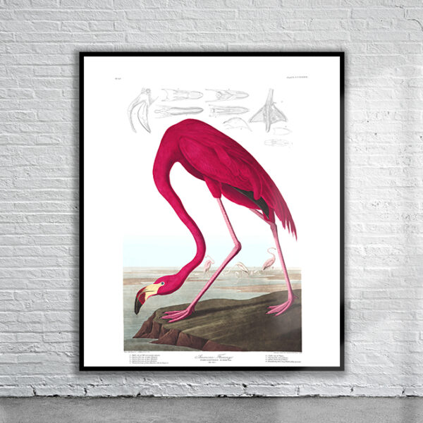 Vintage Audubon American Flamingo Print Antique Map