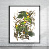 Vintage Audubon Carolina Parrot Print Antique Map