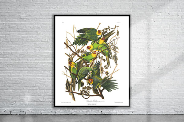 Vintage Audubon Carolina Parrot Print Antique Map