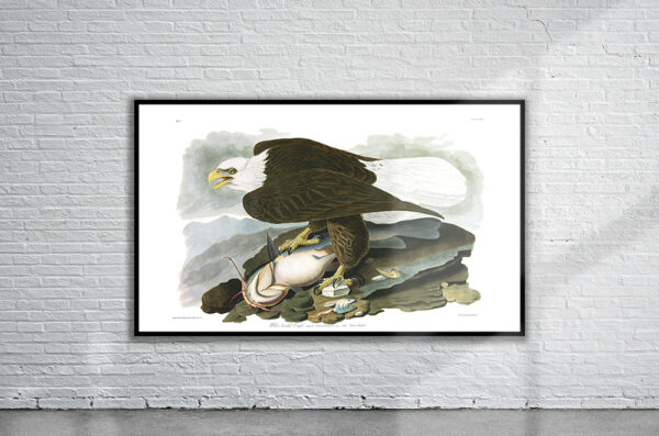 Vintage Audubon White Headed Eagle Print Antique Map