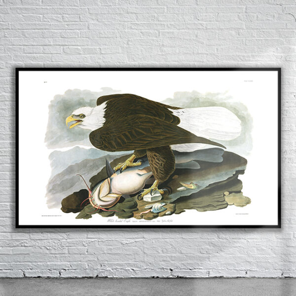 Vintage Audubon White Headed Eagle Print Antique Map