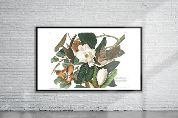 Vintage Audubon Black Billed Cuckoo Print Antique Map